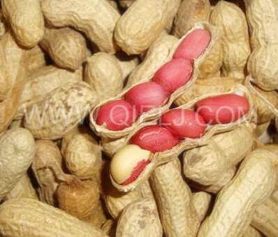 怎么才能提高花生榨油机出油率(图1) 怎么才能提高花生榨油机出油率(图1)